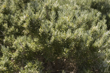 Rosmarinus officinalis