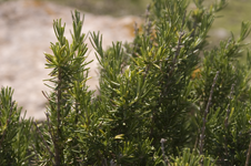 Rosmarinus officinalis