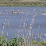 Parc Natural de s'Albufera